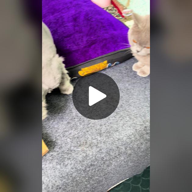 Porno katta kokrak guruh jinsiy gozal Qiz pornoni soradi